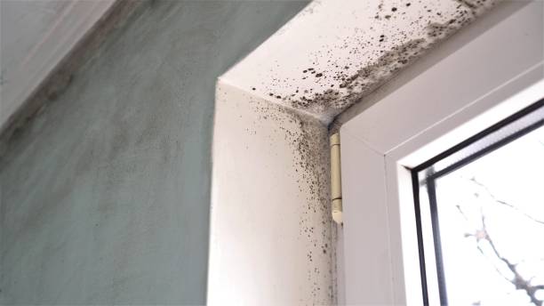 Best Black Mold Removal  in Pasco, WA